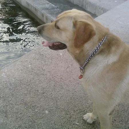 Paco & Bony Apartment Lovran