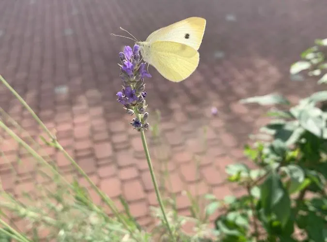 Apartman Paco & Bony *