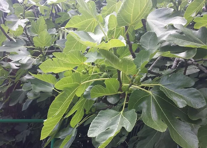 Apartman Paco & Bony Lovran