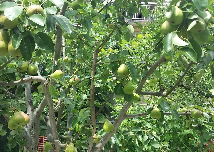 Paco & Bony Apartman