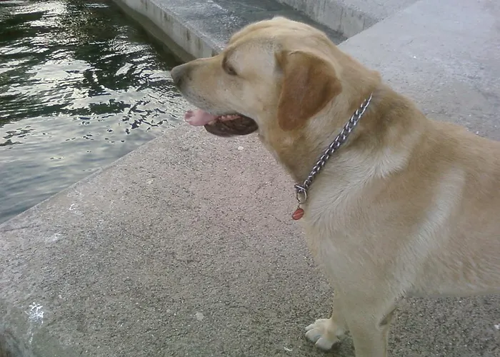 Paco & Bony Apartman Lovran