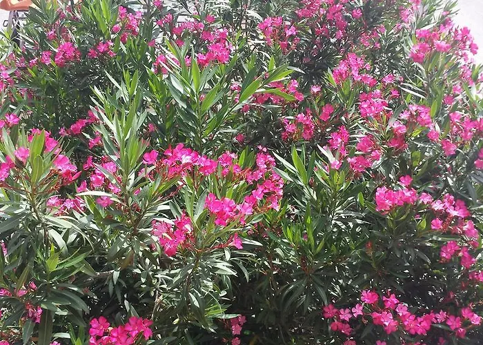 Apartman Paco & Bony Lovran