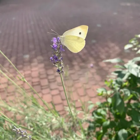 شقة Paco & Bony *