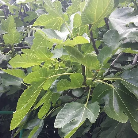 شقة Paco & Bony لوفغان