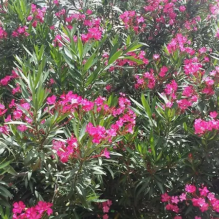 شقة Paco & Bony لوفغان